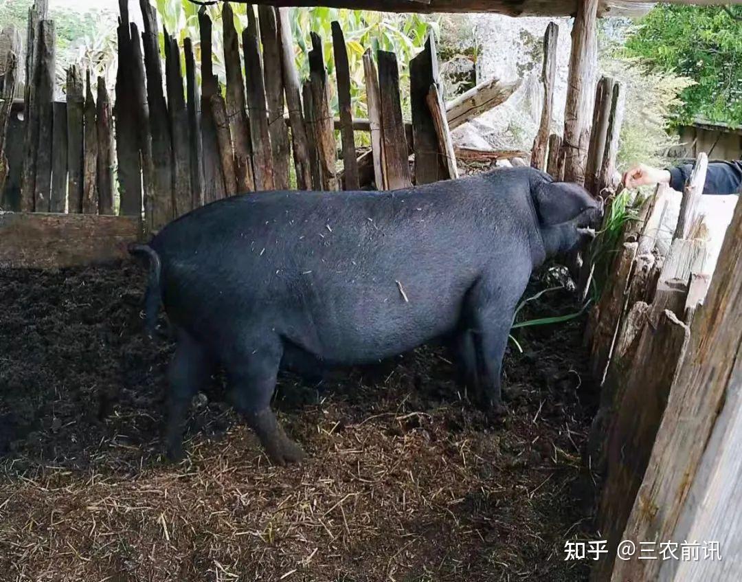 辰頤物語年味食材舟曲藏鄉黑土豬臘肉農家散養365天黑土豬