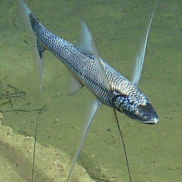 孩子问「为什么没有三条腿的动物？」，该怎么回答？