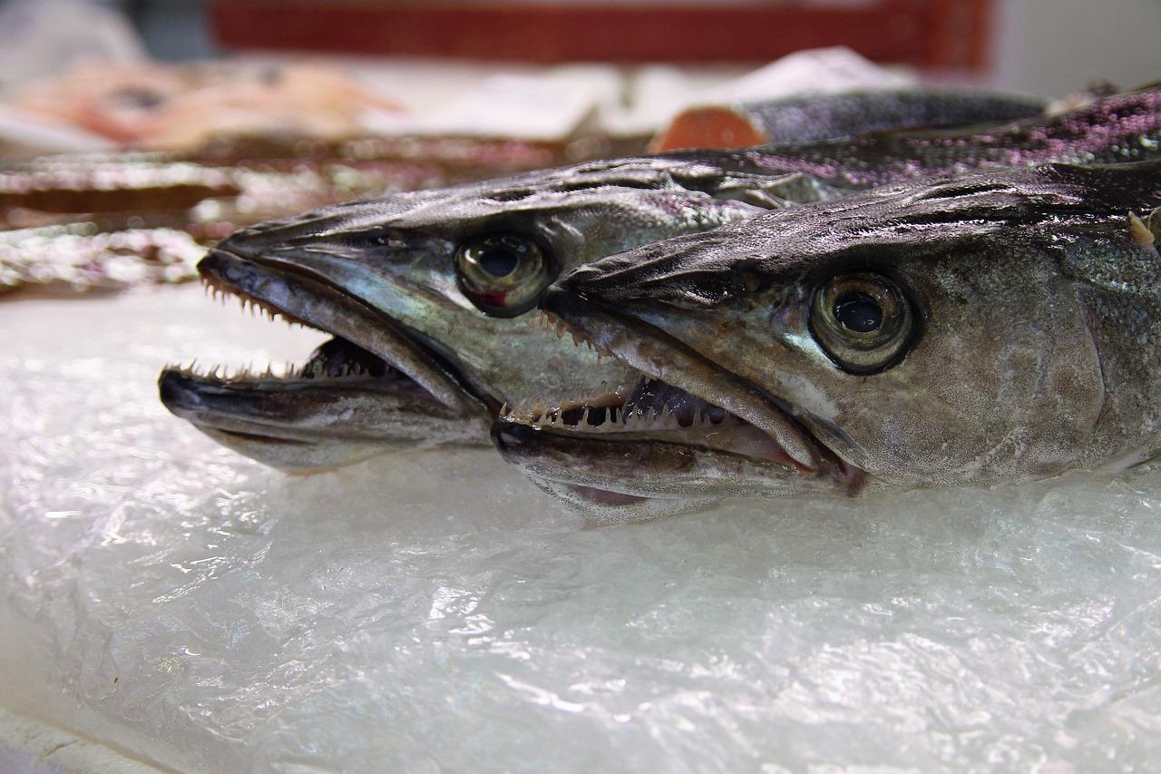 熊掌肉肉怎么养