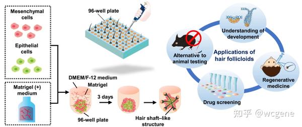 IF:14.957｜Science子刊：利用PCR Array研究毛囊类器官，实现毛发再生 - 知乎