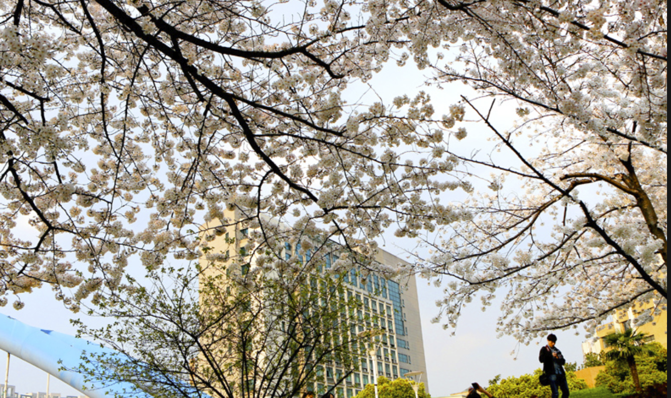 985和211的差距有多大？