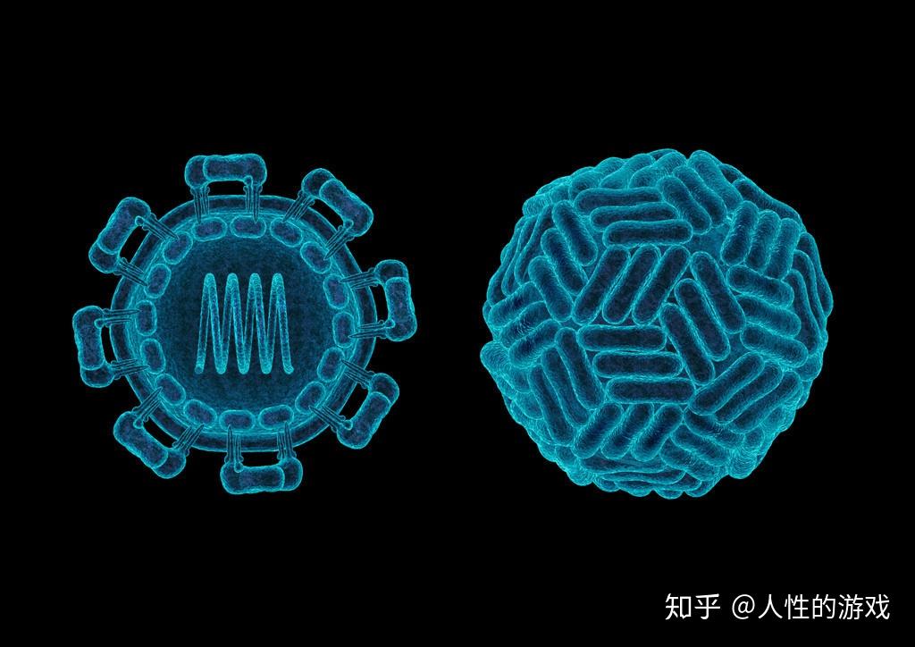 新型冠狀病毒24rna病毒的突變