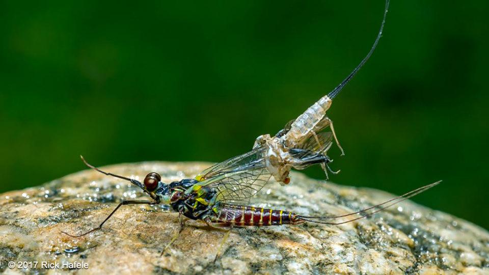 蜉蝣的若虫十分多样