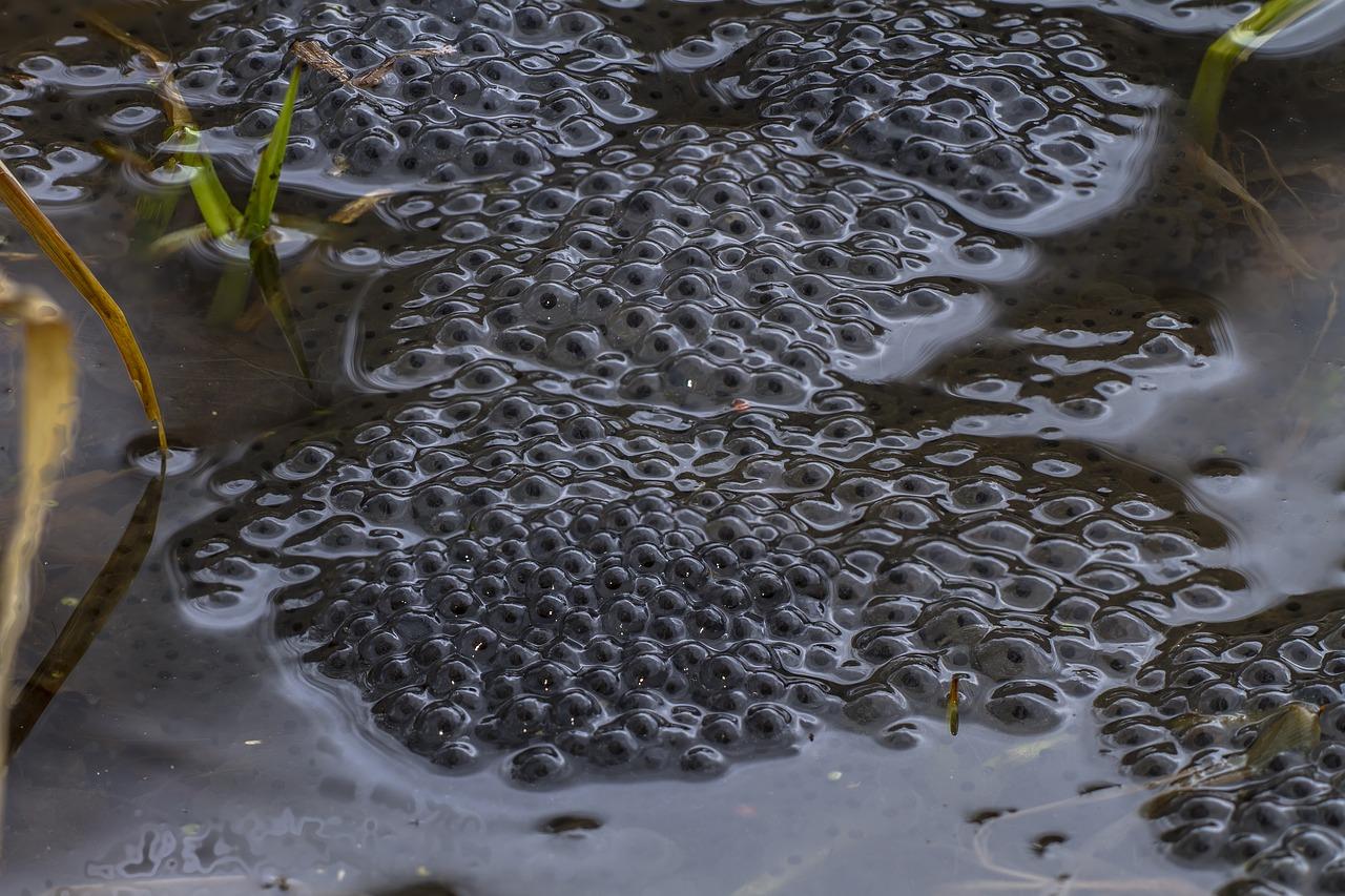 硝化菌如何判断