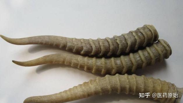 带你识别羚羊角- 知乎