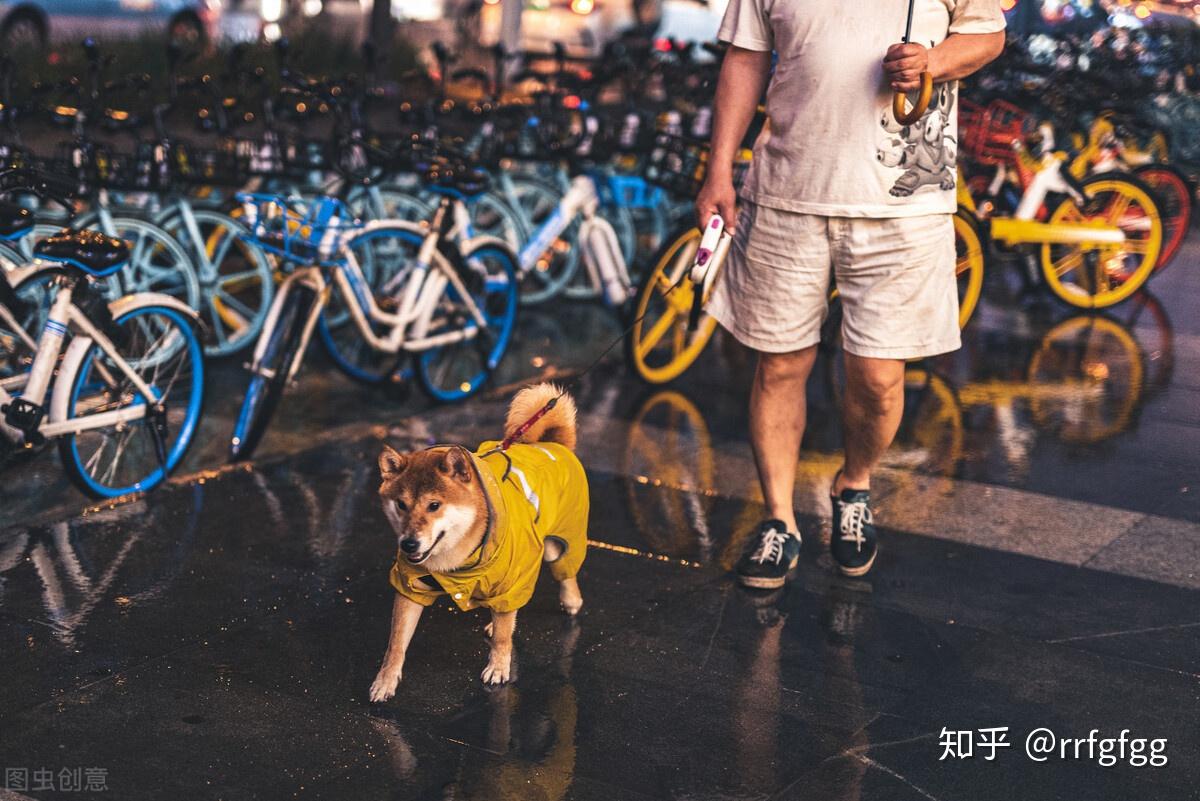 从遛狗时间就能看出你养什么狗你一般几点遛狗呢