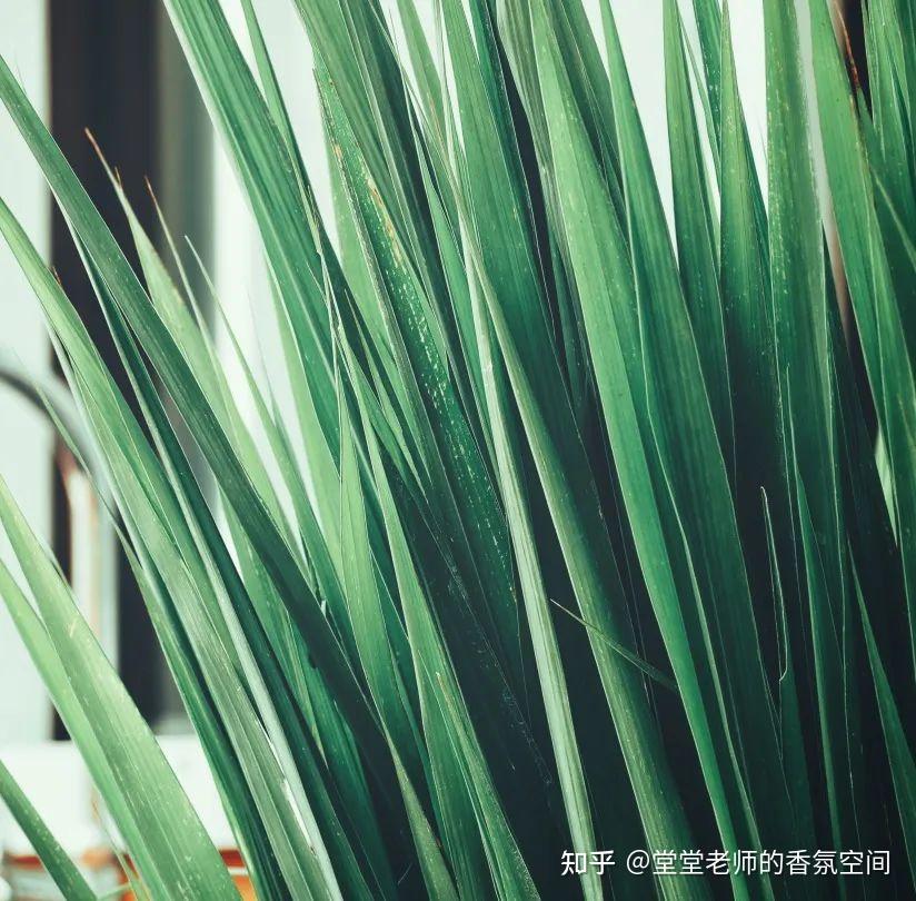 岩兰草精油:滋养松弛暗淡肌肤、令人感到如扎根般稳定,并有助于放松...... - 知乎
