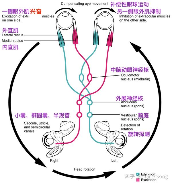 翻译小记 - 前庭系统与前庭功能检查 - 知乎