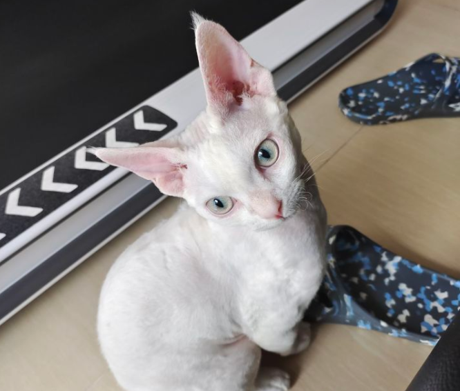 纯白德文卷毛猫眼睛颜色