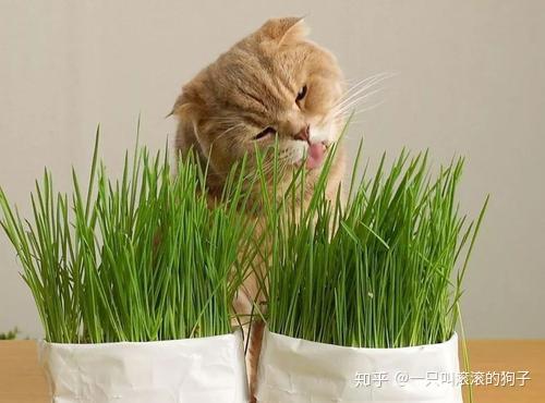 猫草怎么让猫吃进去 知乎