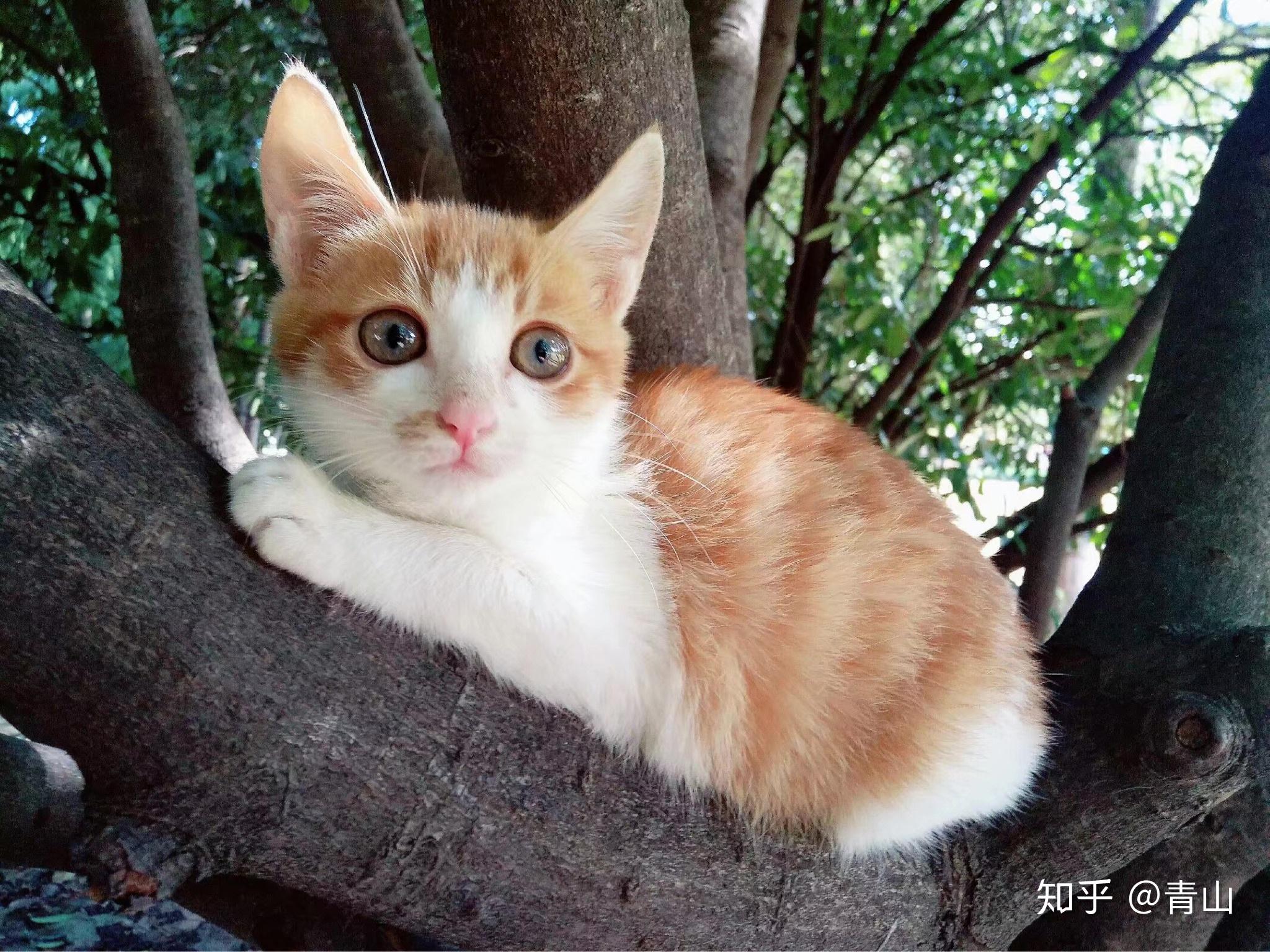 你见过最好看的橘猫长什么样