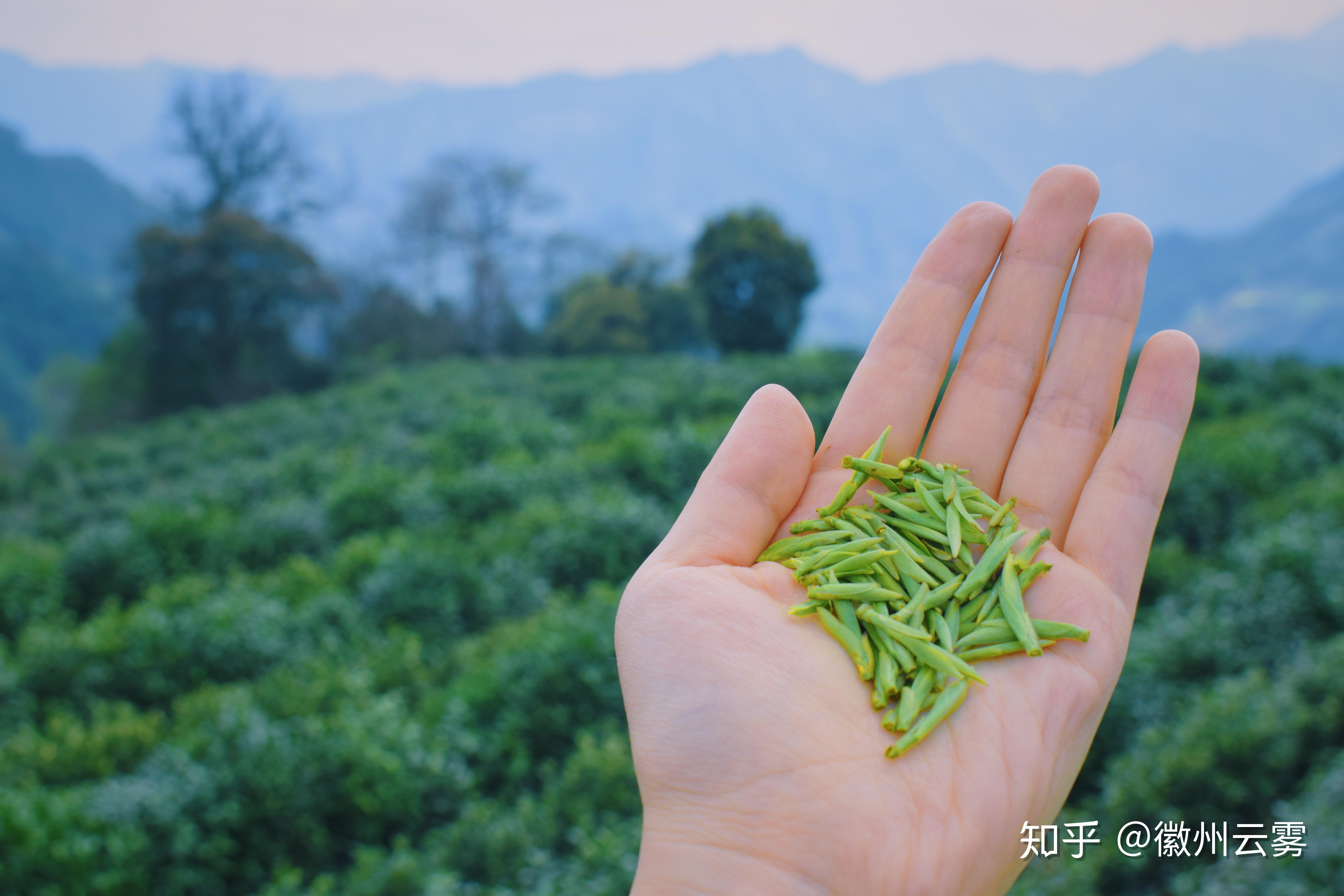 什麼是正宗的黃山毛峰走進自家高山茶園