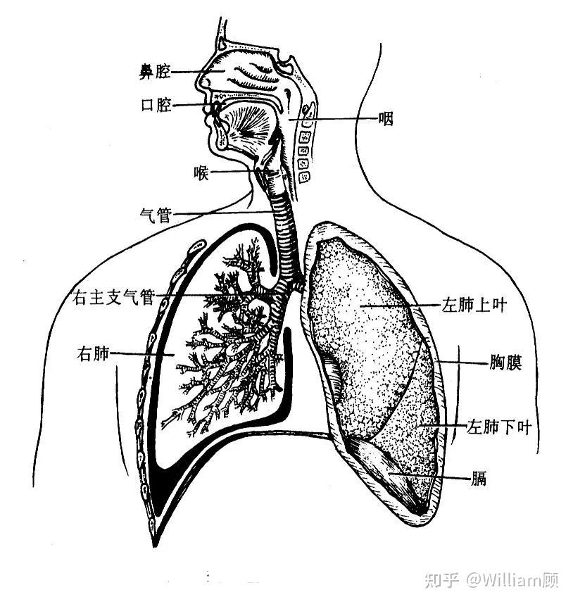 呼吸系统简笔画图片