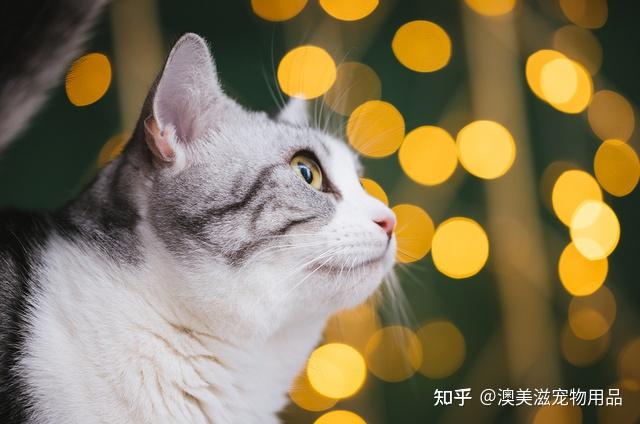 家有虎斑,囧囧有神的眼神,彰显着望眼欲穿的感觉 - 知乎