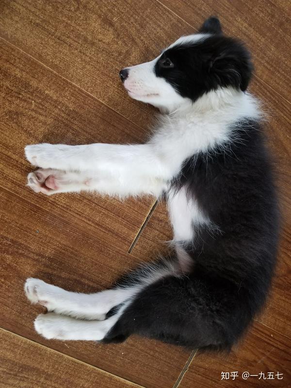 三个月边牧mm初次见面请多关照