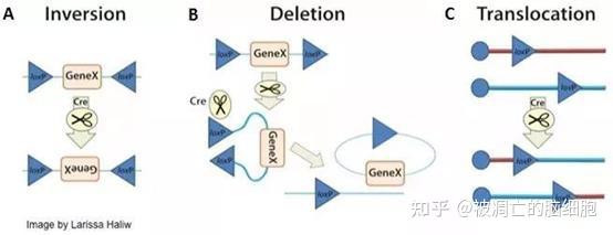 Cre-loxP重组酶系统简要解读 - 知乎