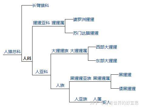 按照生物分类,我们都是同属于人科,也就是猿猴.