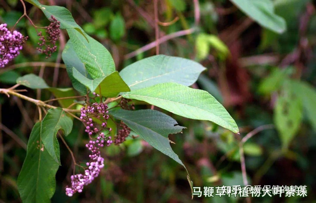 一起来看止血药之收敛止血药紫珠叶