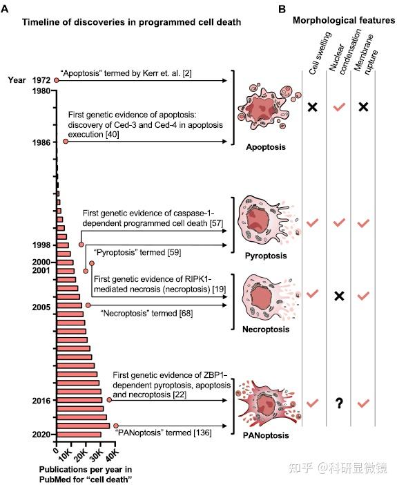 紧跟2023年国自然热点之PANoptosis/泛凋亡,一种集焦亡+凋亡+坏死的炎症性细胞死亡方式 知乎