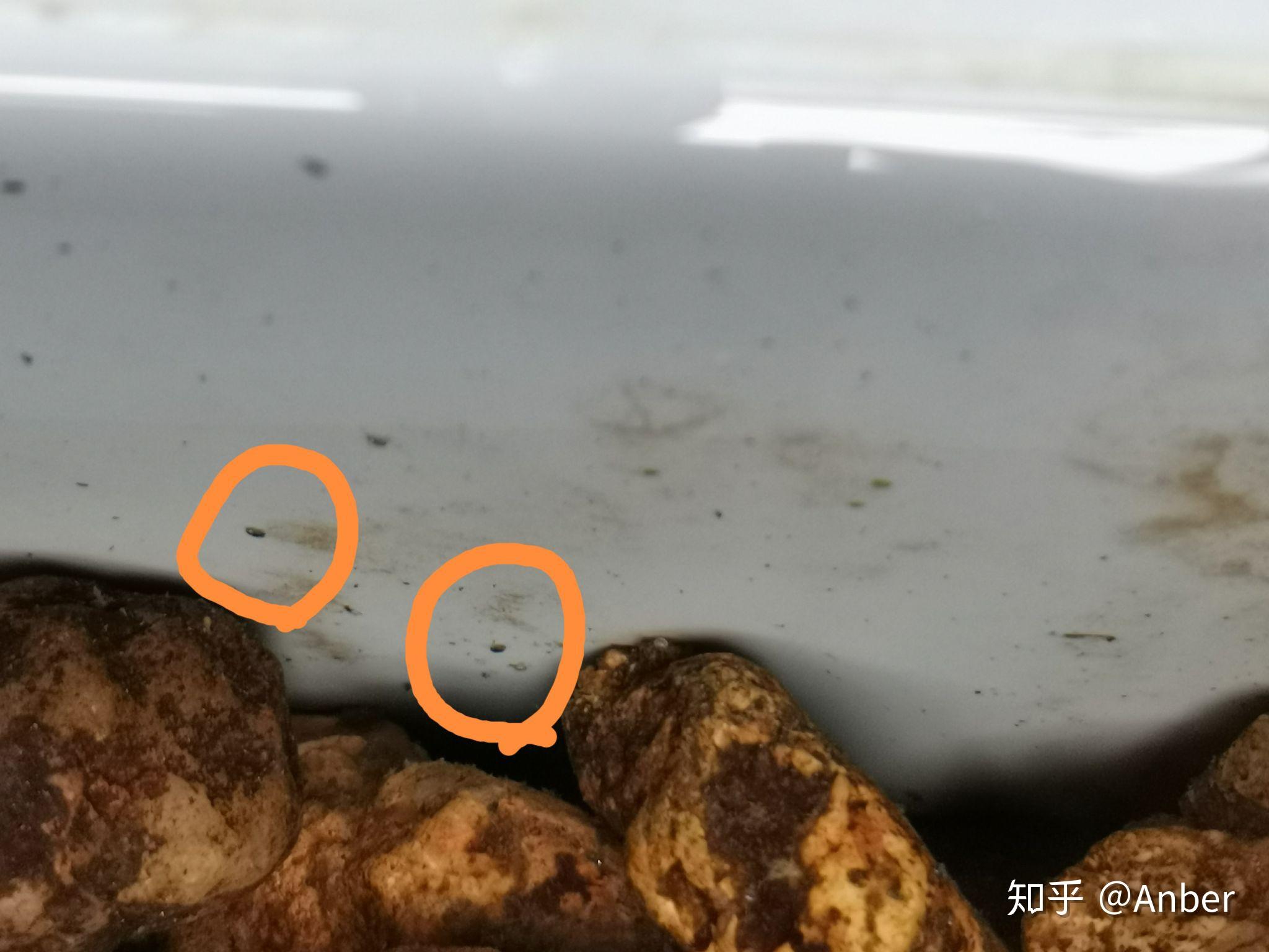 有没有大神知道过滤箱里的小黑点这是什么虫