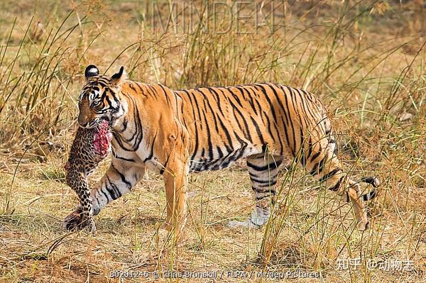 花豹遭到老虎袭击逃脱的几率有多大