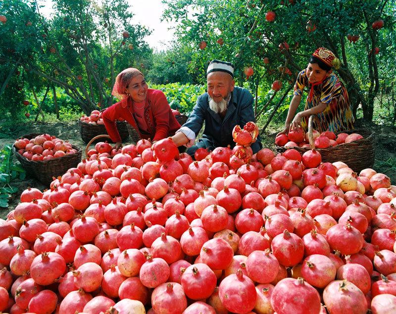 新疆叶城县盛产水果图片