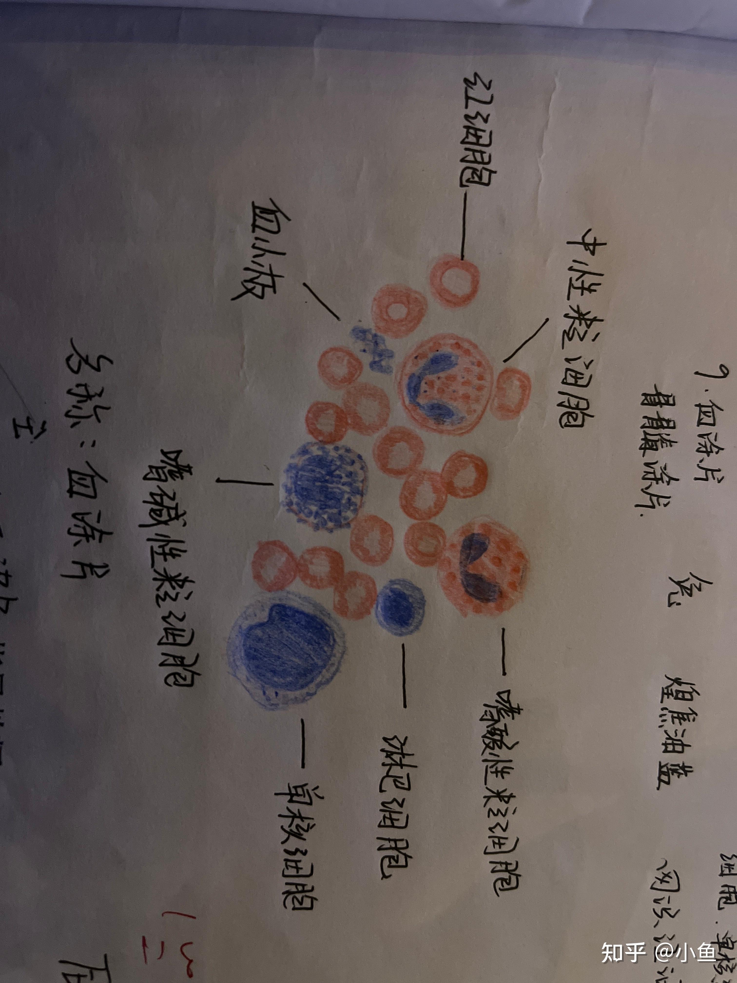 有没有红蓝铅笔血涂片的手绘图? - 知乎