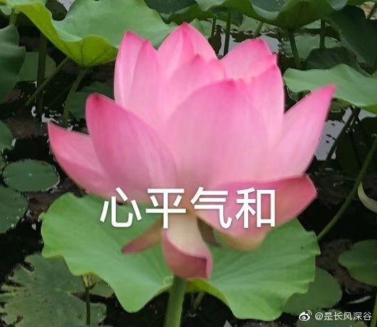 爸爸对我的网名头像发起了进攻家长中意的到底是什么样的