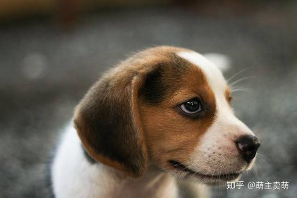 比格犬有几种颜色如何挑选纯种比格犬为什么黑色是最好的 知乎