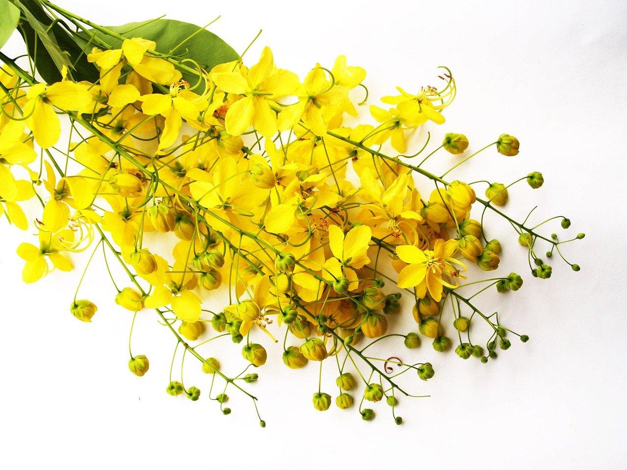 泡决明子喝有什么好处