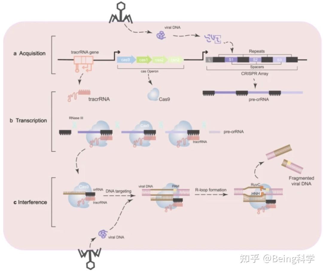 方法论 基因编辑知多少——畅谈crispr 知乎