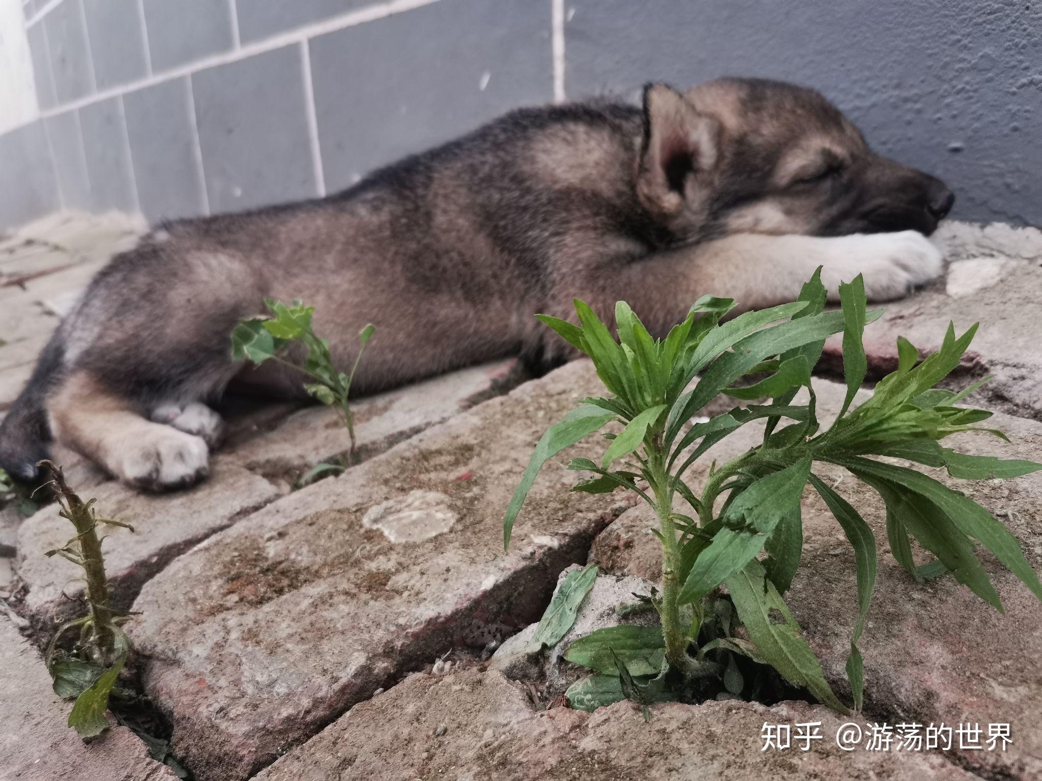 全球最长寿的狗去世 享年31岁165天_凤凰网视频_凤凰网