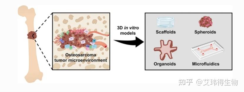文献解读 |《In vitro models》肿瘤微环境—成功开发骨肉瘤体外模型的关键 - 知乎