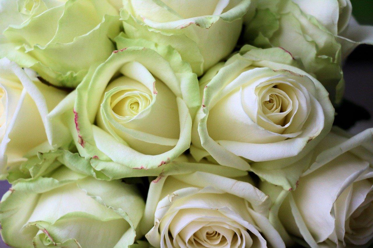 玫瑰香槟色花语是什么