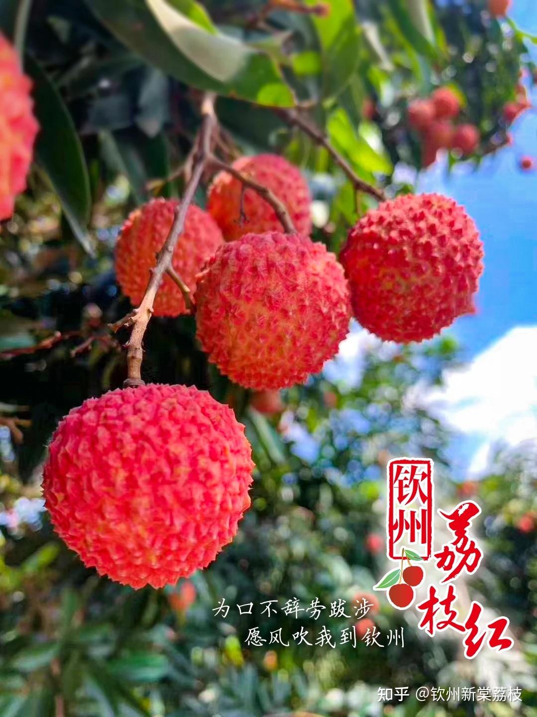 广西钦州新棠镇中国荔枝之乡