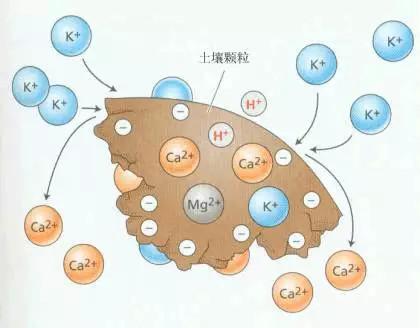 2,矿物质更好吸收