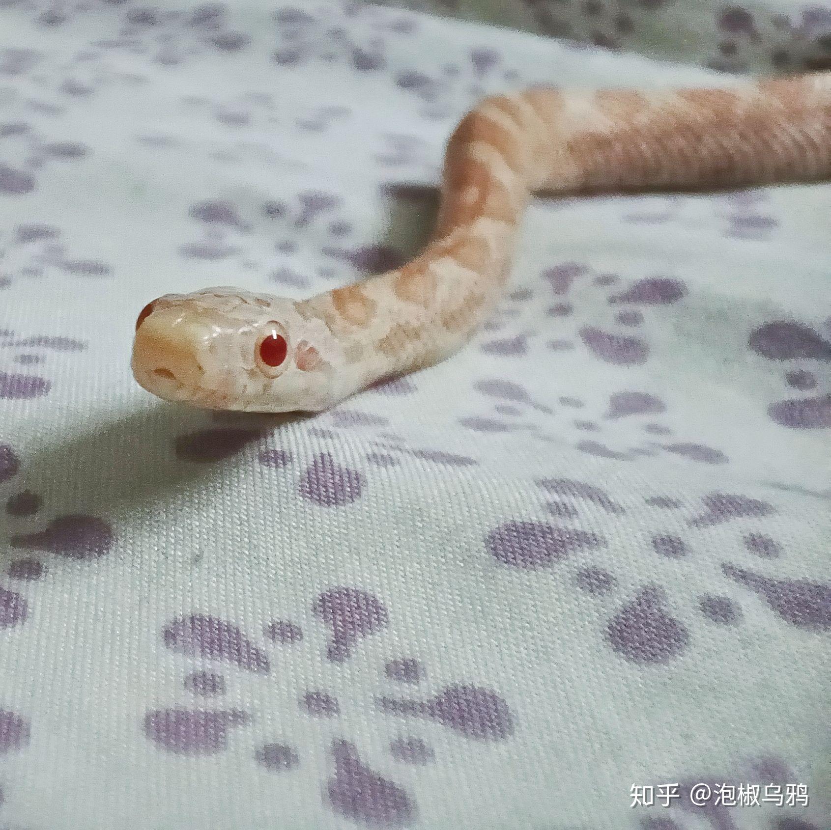 特别喜欢白化德州鼠蛇,也喜欢墨西哥王蛇,哪个温顺一点,目前只考虑入