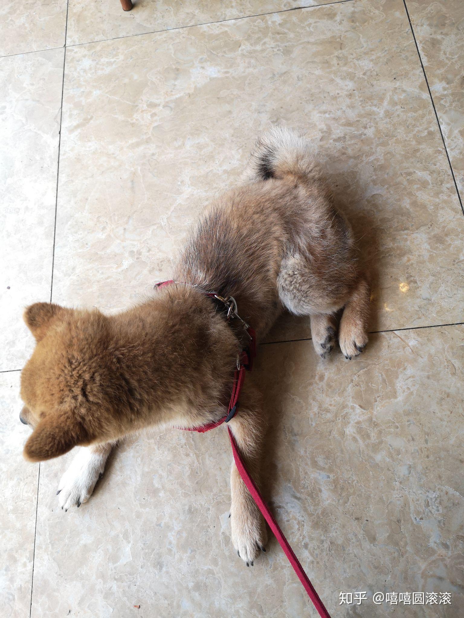 我家这只柴犬串长大了什么样子会不会很丑