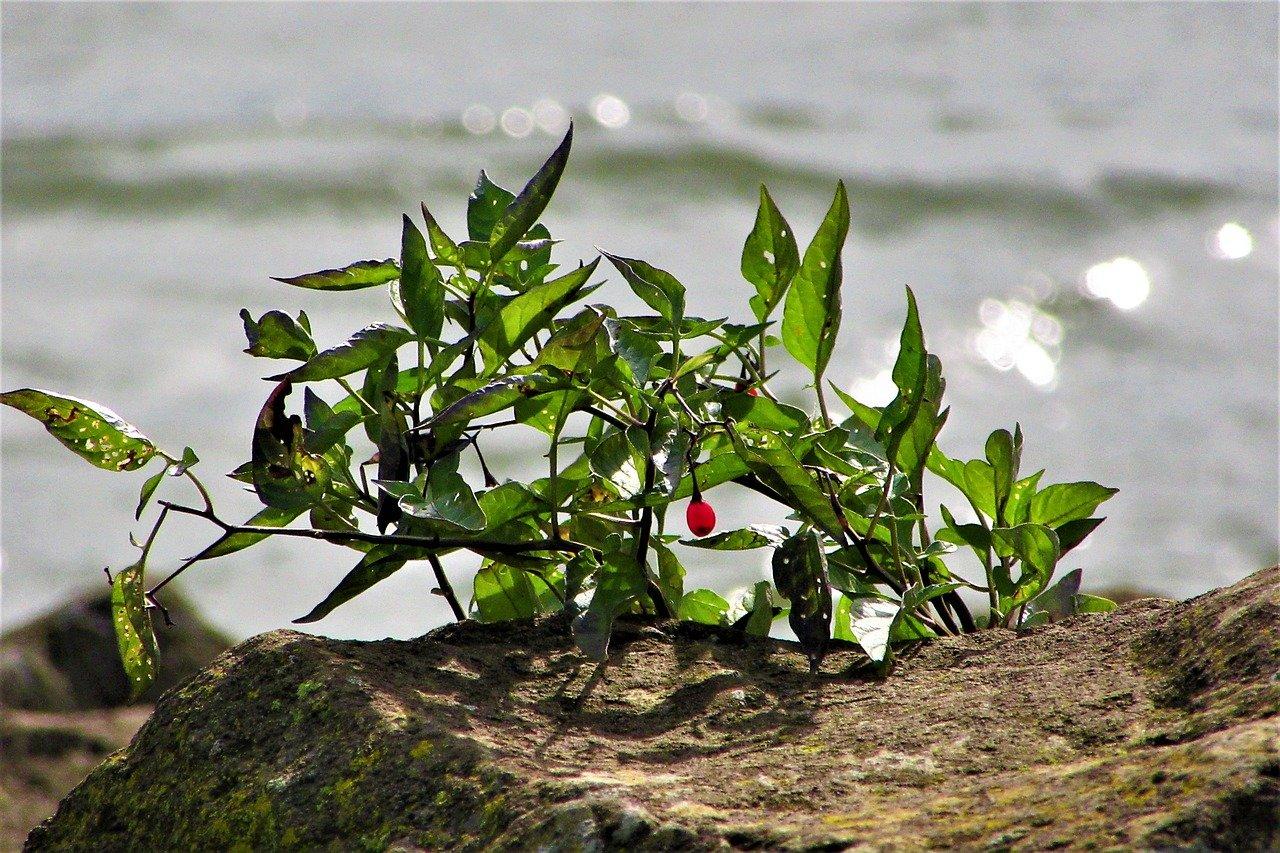 金鱼吊兰如何浇水