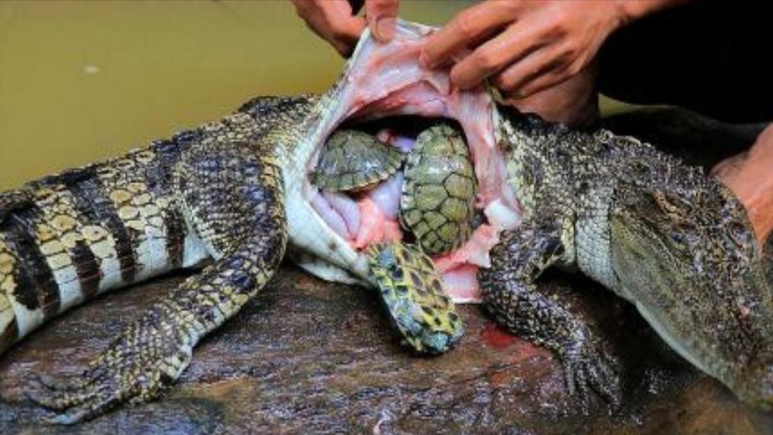 知识就是力量!500吨液压机败退了,这次心疼液压机3秒