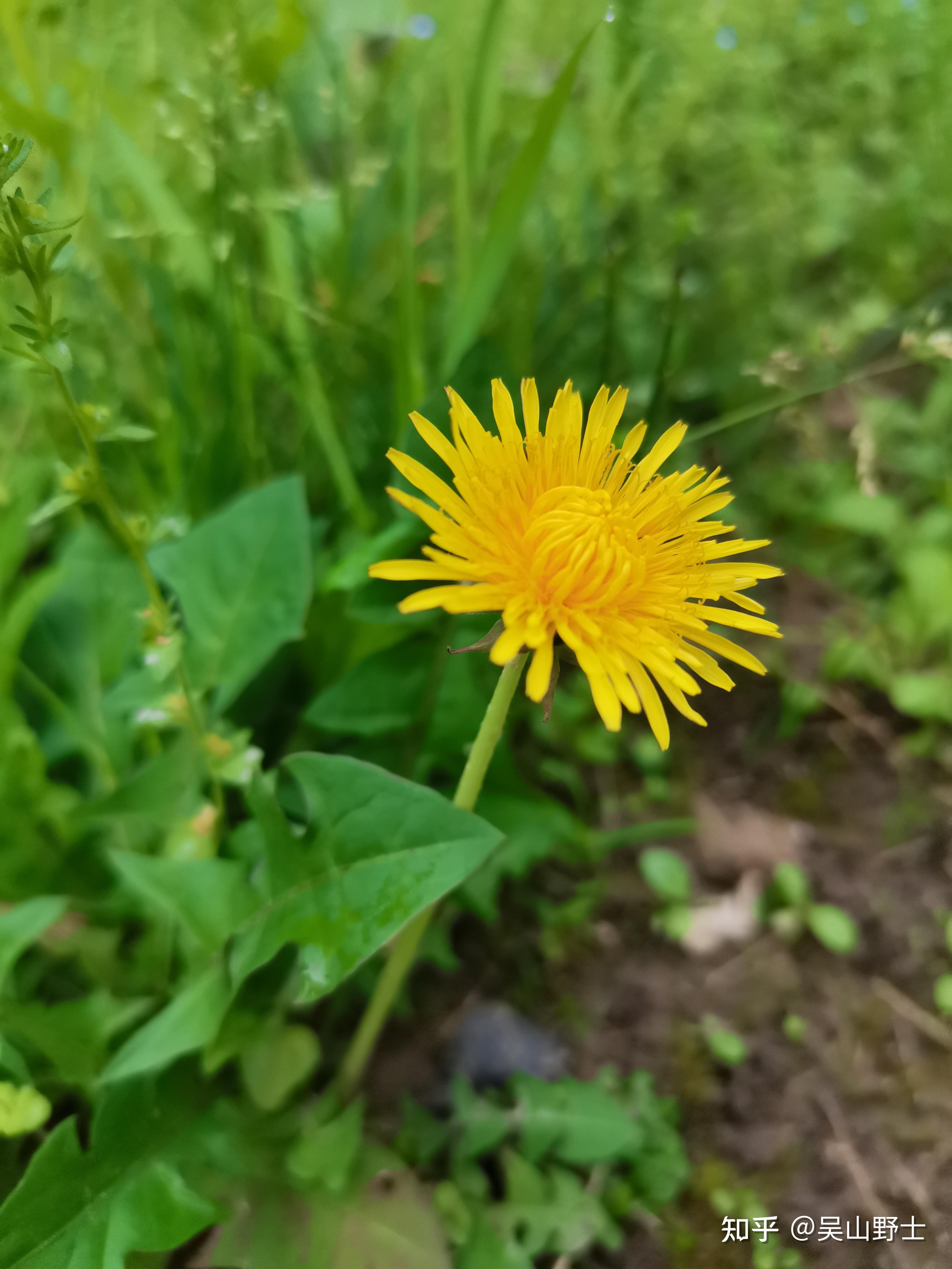蒲公英别名:黄花地丁,婆婆丁,华花郎,蒲公草,凫公英,耩褥草,仆公荚,仆