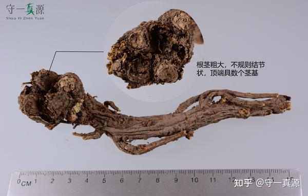 中药鉴定 | 处境尴尬的羌活 - 知乎