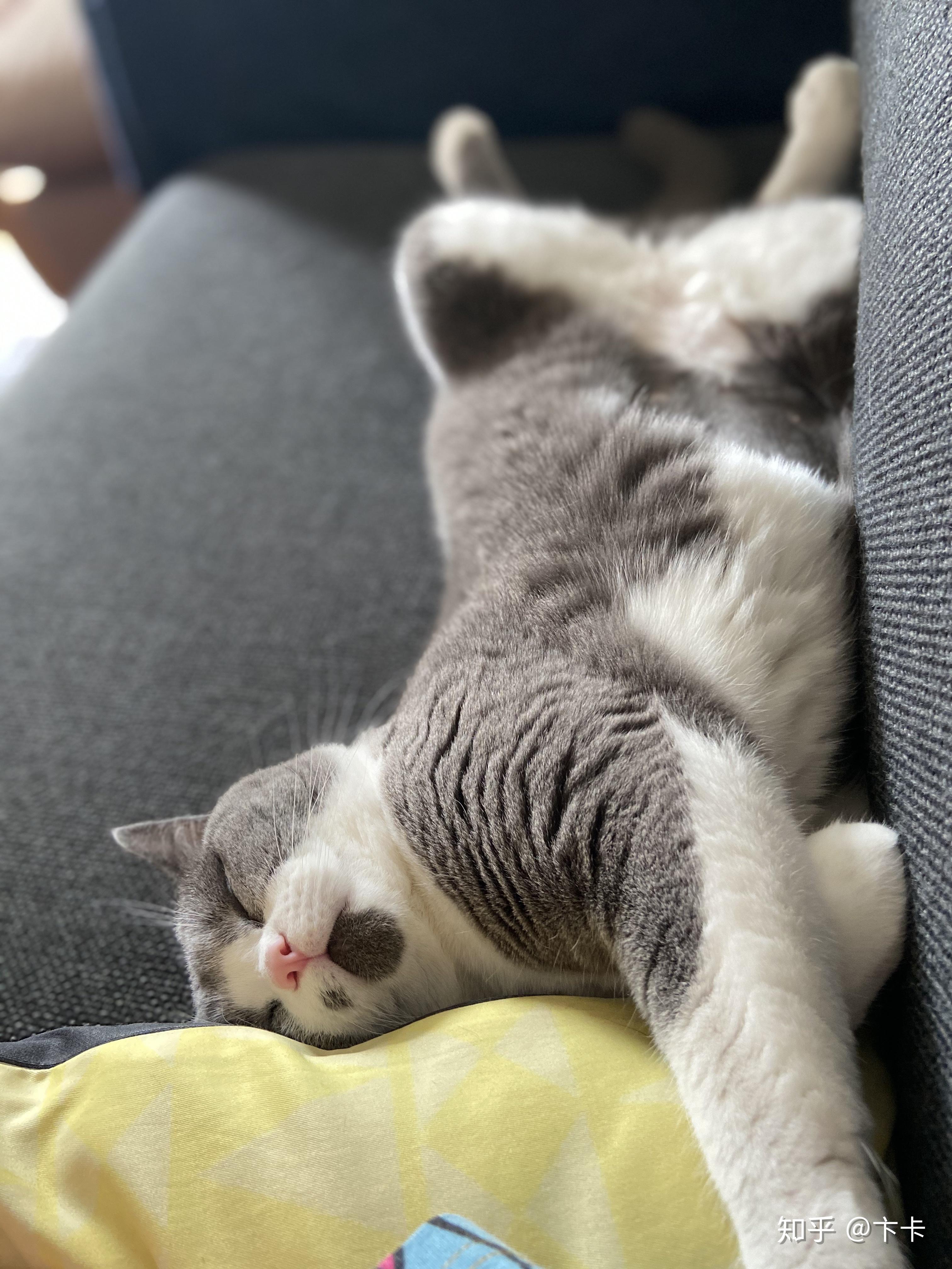 你家猫的睡觉姿势有多么奇葩
