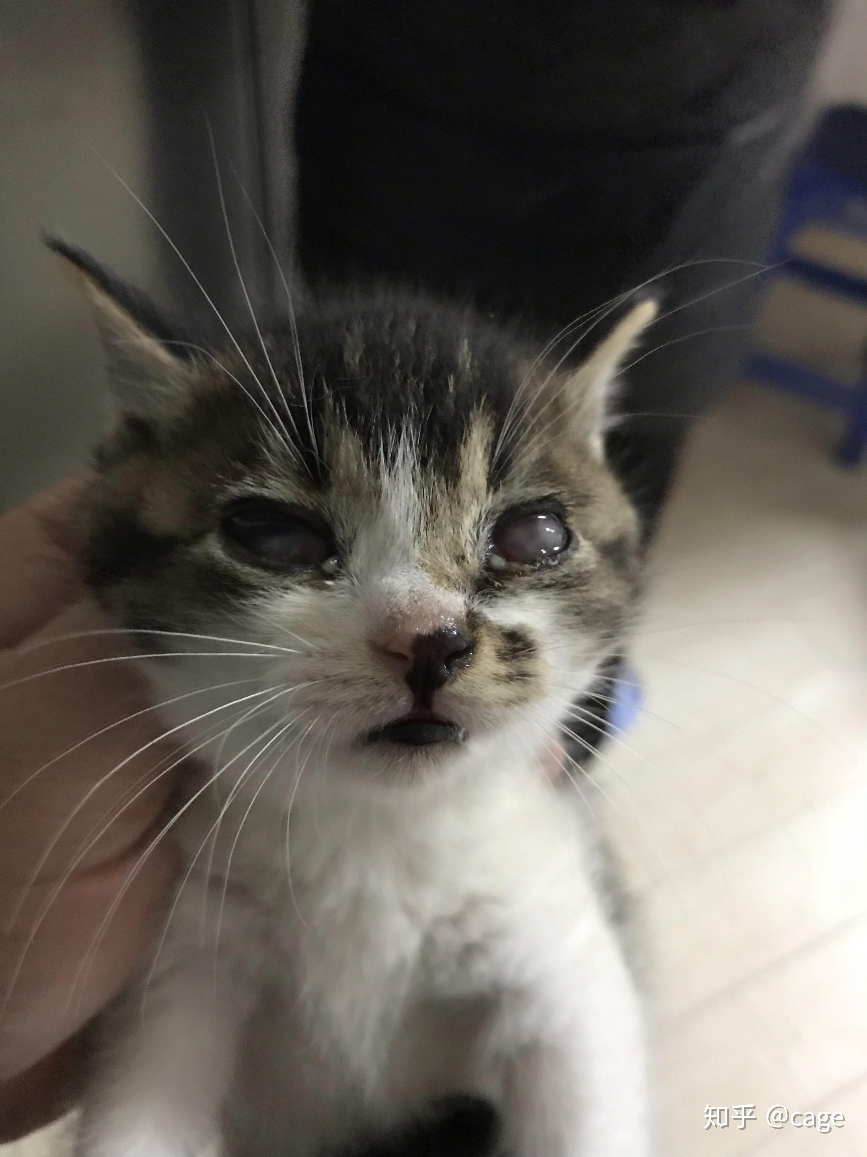 小猫眼睛珠子蒙上一层白膜,用了红霉素软膏和氧氟沙星滴眼液没有效果