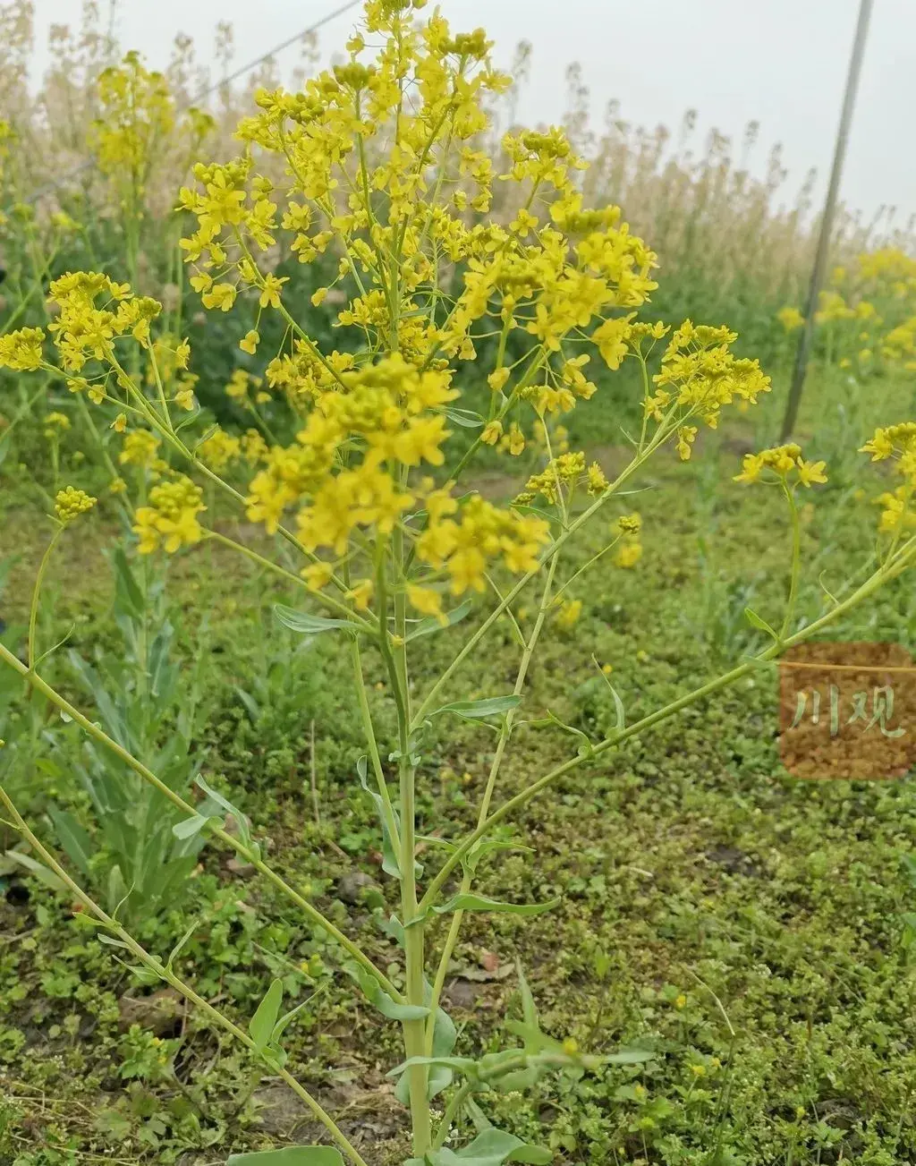 67板蓝根67板蓝根油菜板蓝根板蓝根油菜傻傻分不清67在一片金
