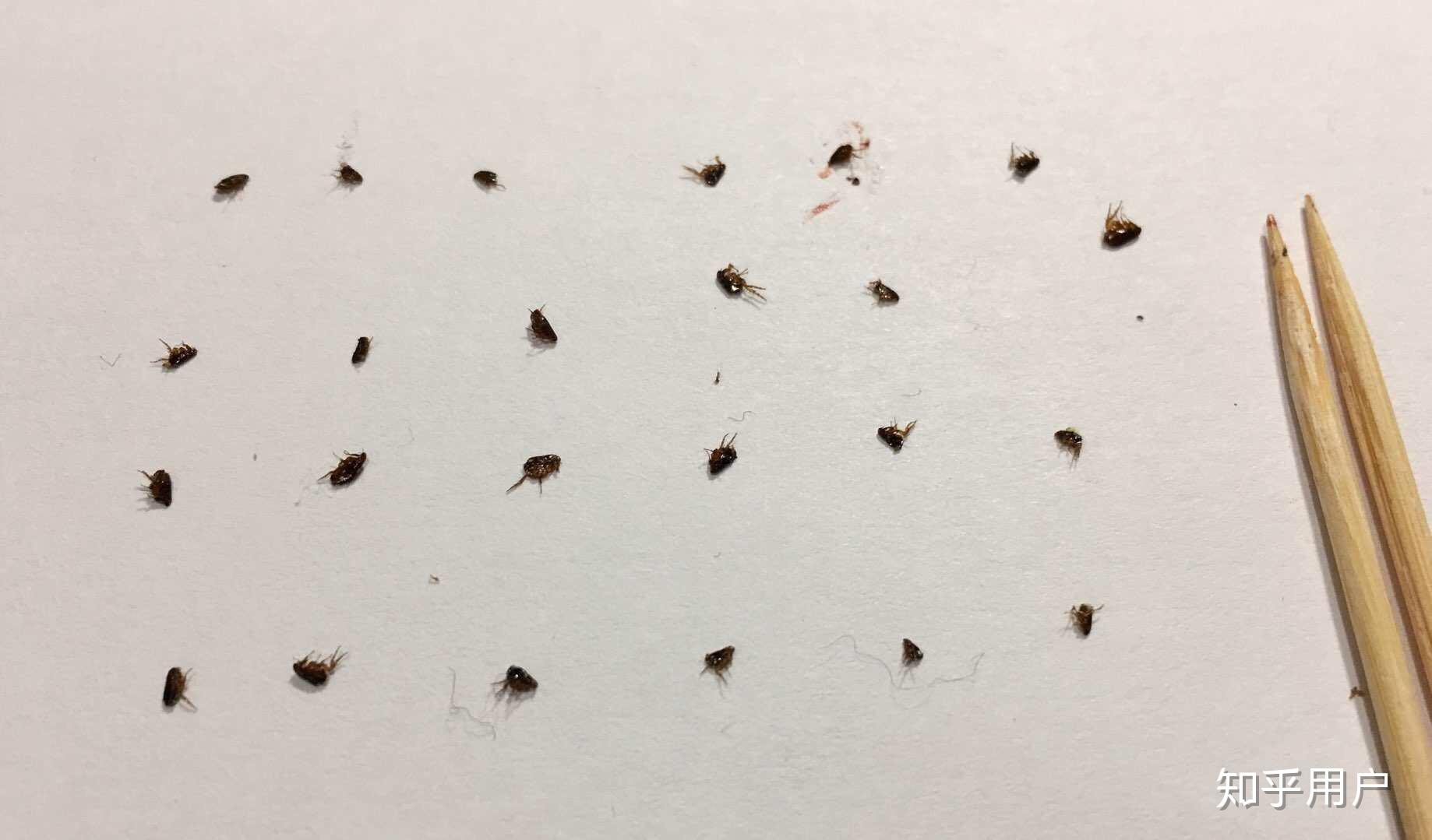 被跳蚤咬的全身都是包是什么样的感受! - 知乎