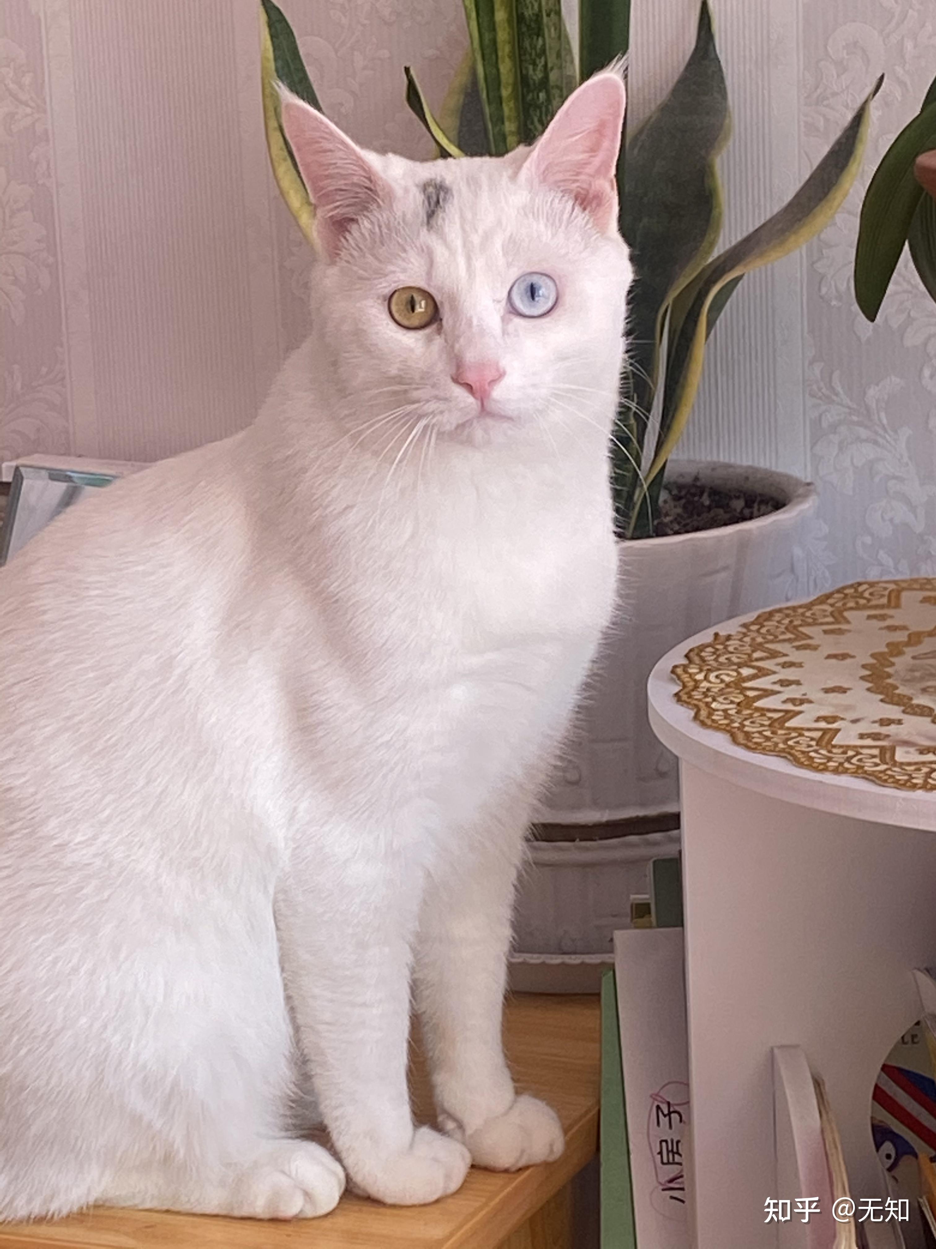 纯白异瞳猫值钱吗? - 知乎
