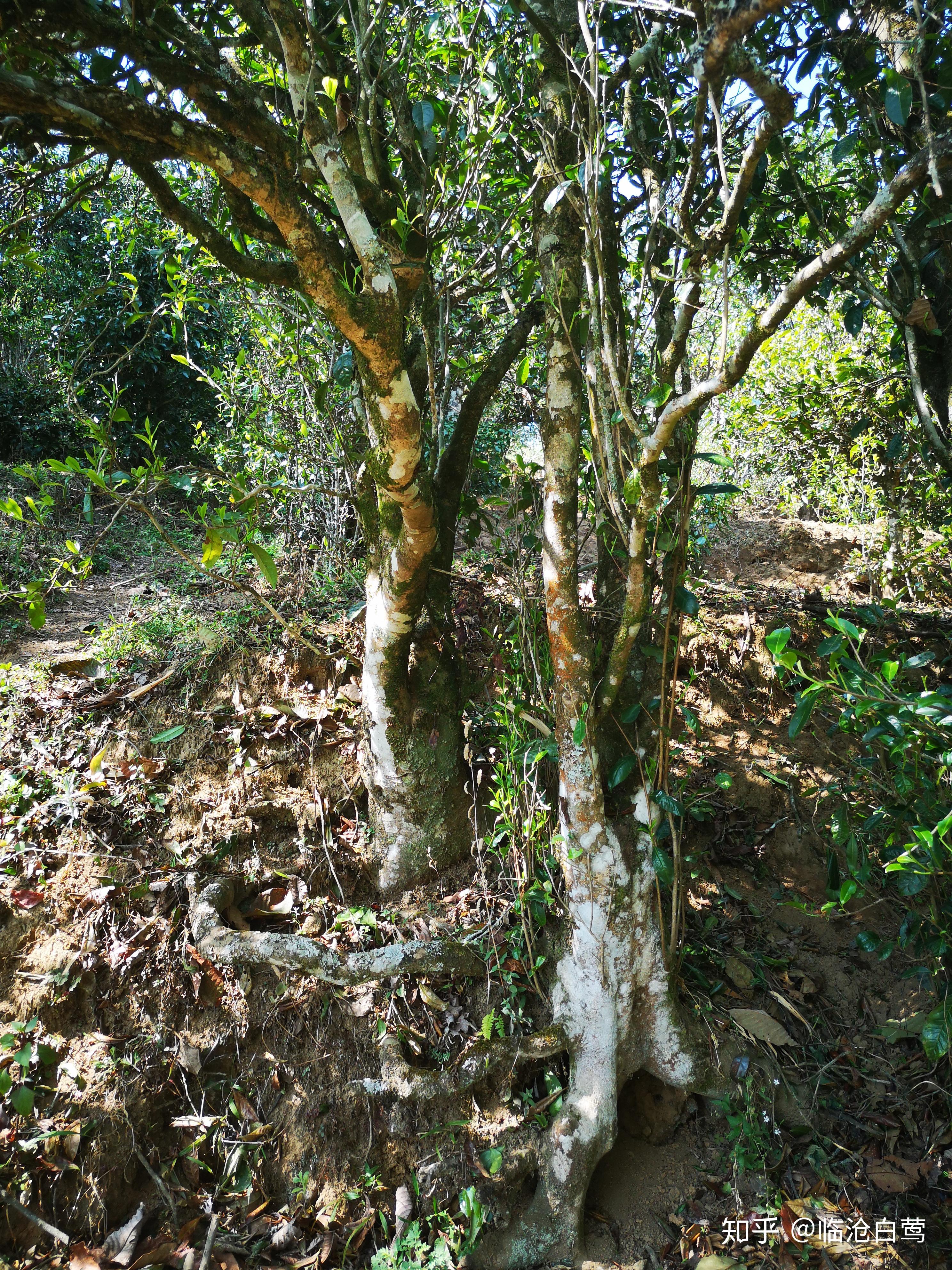 启莺说茶如何评价一款纯料古树茶的品质
