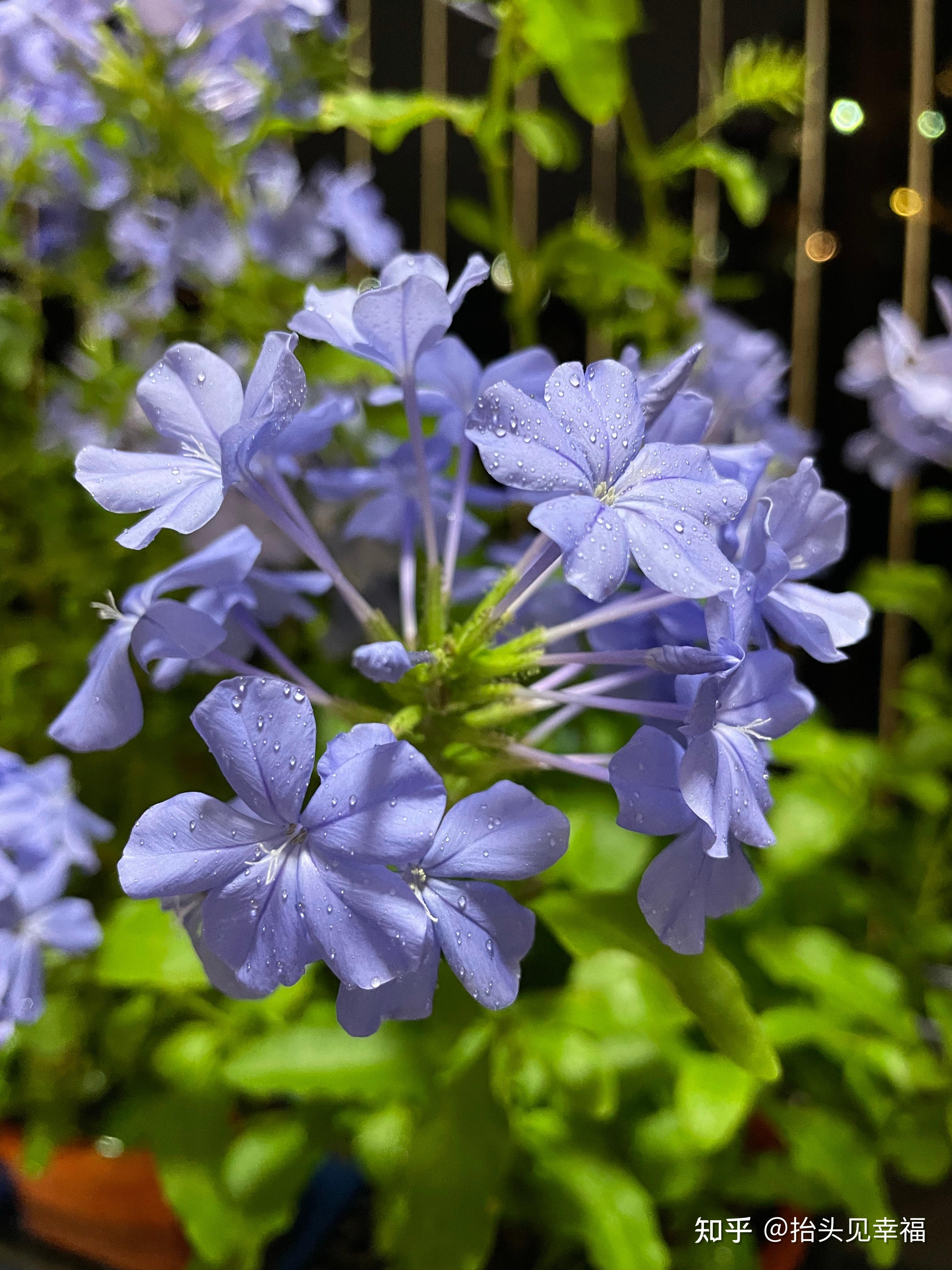 阳台上的蓝雪花 - 知乎