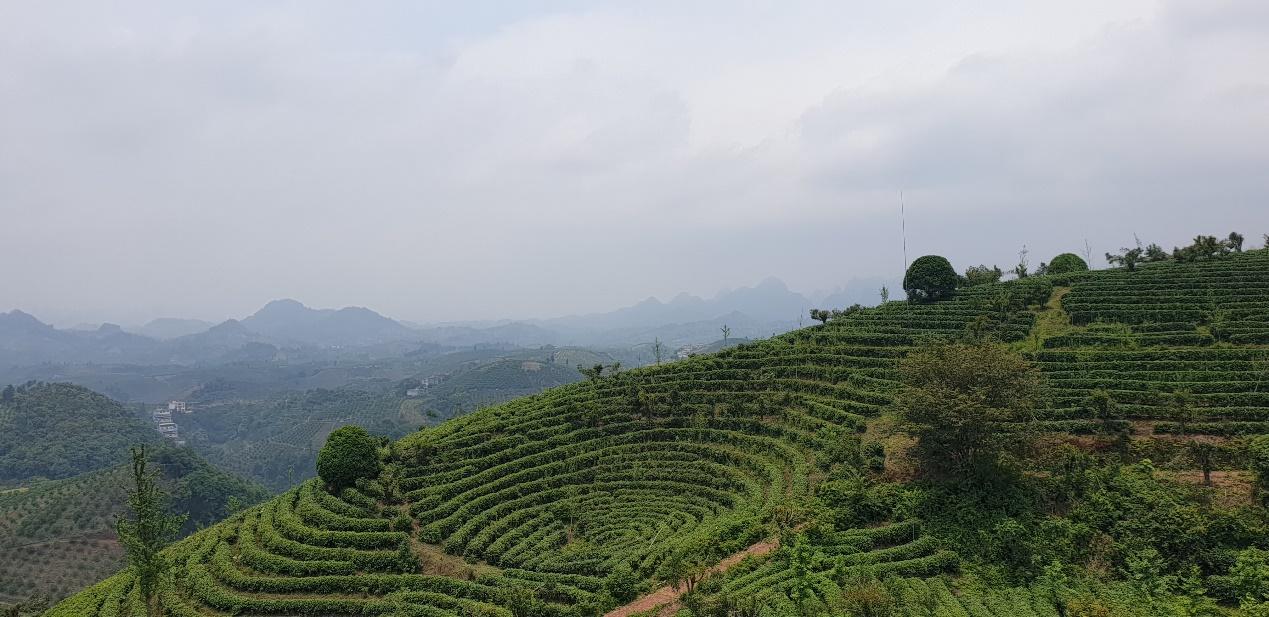 阳朔茶观园景区图片